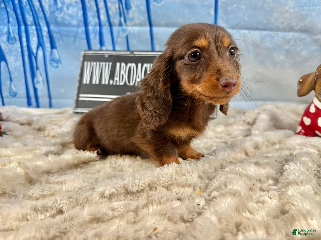 Dachshund dogs for sale: Chocolate mini long coat - Ad 2