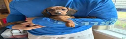 Dachshund dogs for sale: Bo - Ad 3