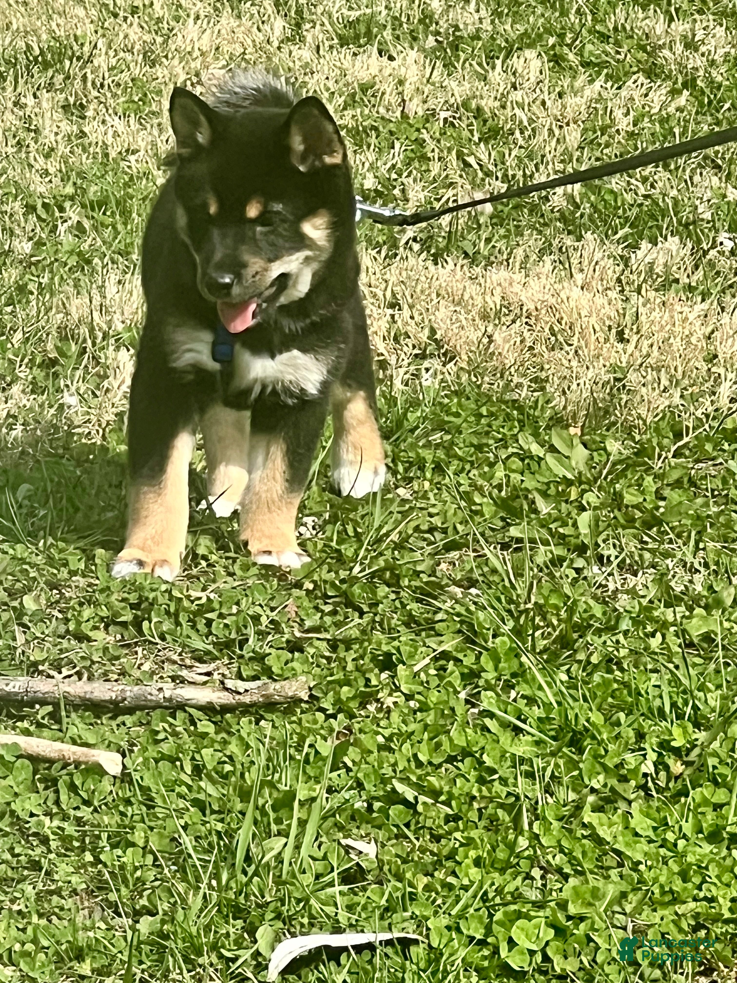 Shiba Inu dogs Suki - Ad 1