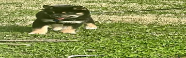 Suki
