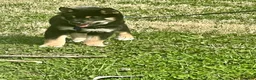 Shiba Inu dogs for sale: Suki - Ad 1