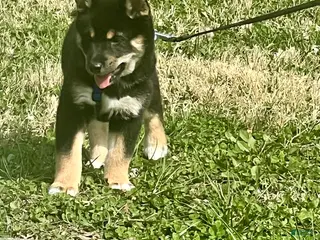 Shiba Inu dogs Suki - Ad 1