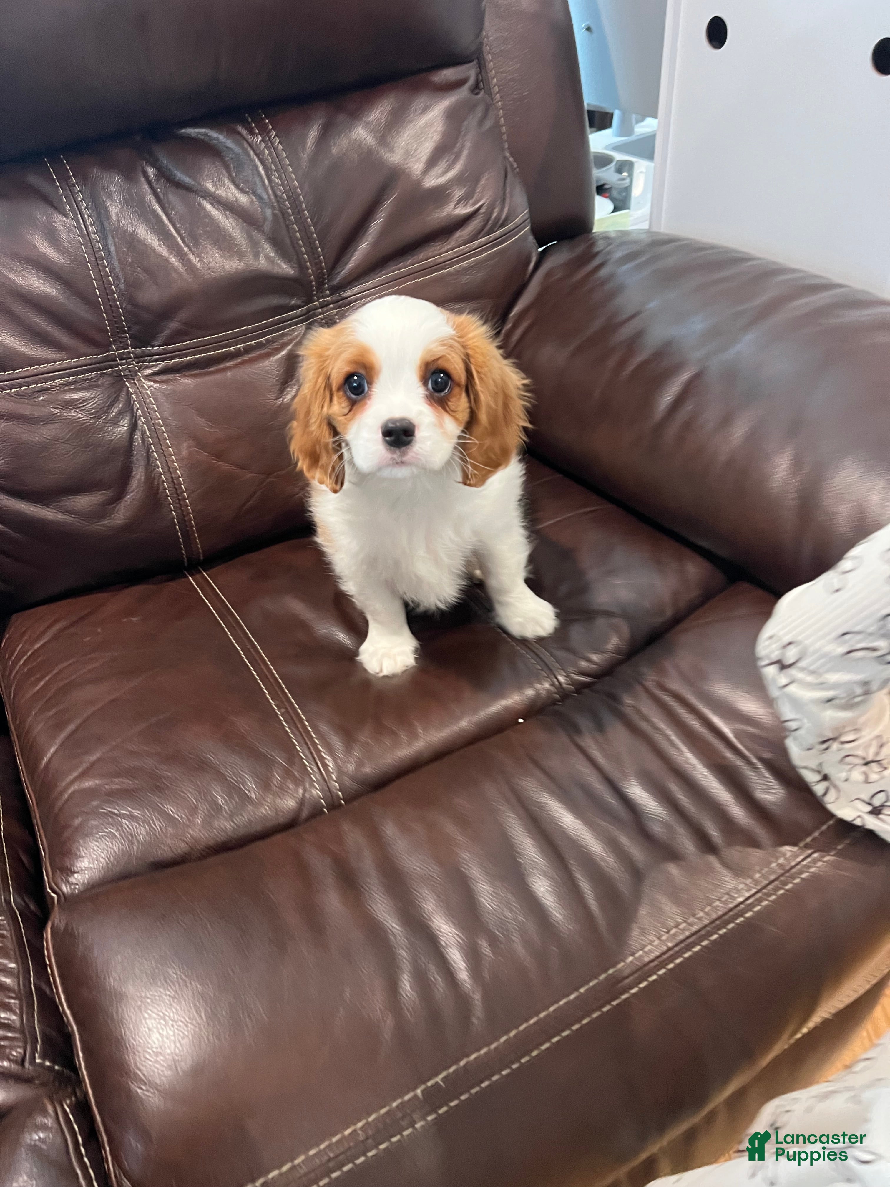 Cavalier King Charles Spaniel dogs Cavalier King Charles Spaniel Puppy 3 - Ad 2