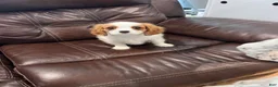 Cavalier King Charles Spaniel dogs for sale: Cavalier King Charles Spaniel Puppy 3 - Ad 2