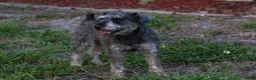 Miniature Schnauzer dogs for sale: Yoshi - Ad 14