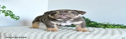 English Bulldog dogs for sale: Tonka Special Needs - Ad 3