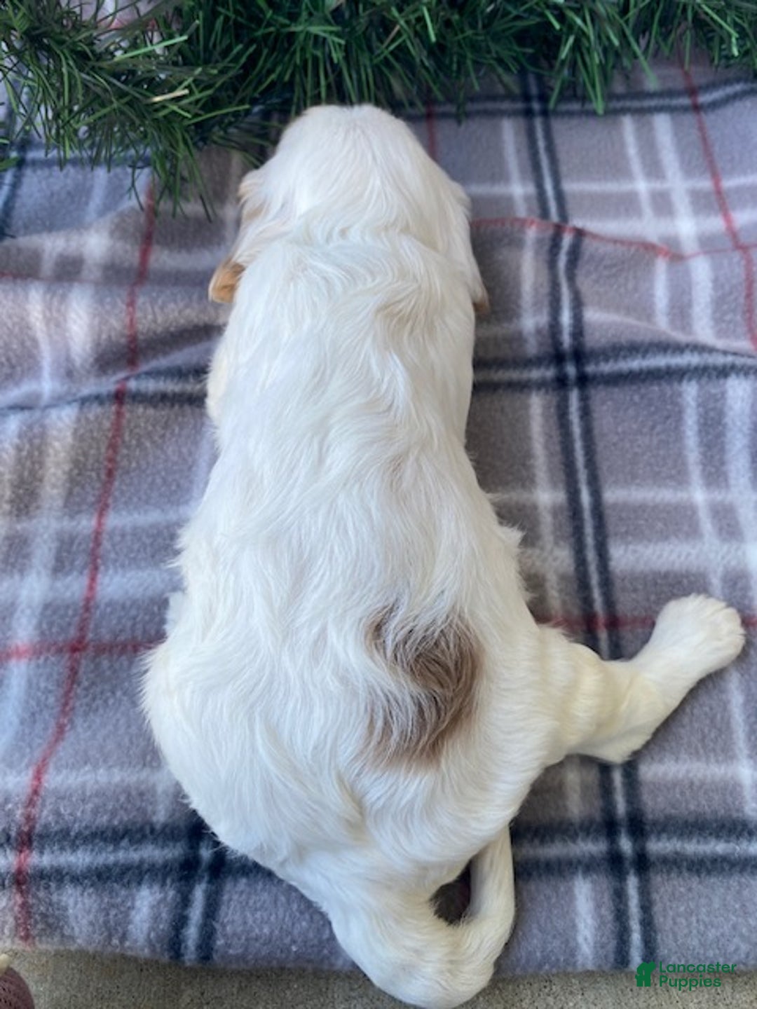 Cavalier King Charles Spaniel dogs for sale: Jingle  - Ad 3