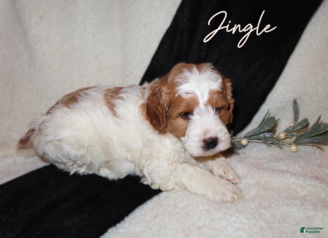 Mini Goldendoodle dogs for sale: Jingle - Ad 3