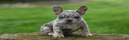 French Bulldog dogs for sale: Archie Beautiful Merle  Pup💙🐾 - Ad 6