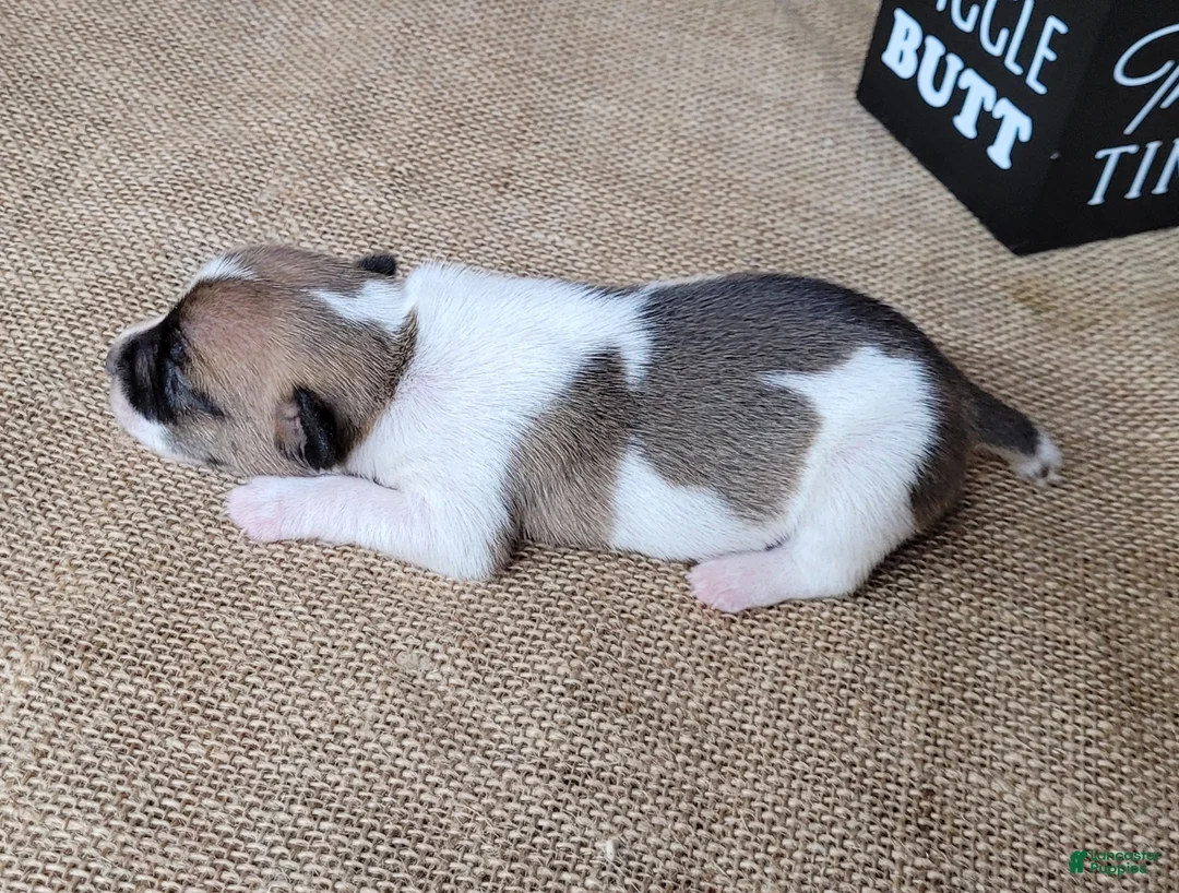 Jack Russell Terrier dogs for sale: Rebel DELIVERY AVAILABLE  - Ad 8