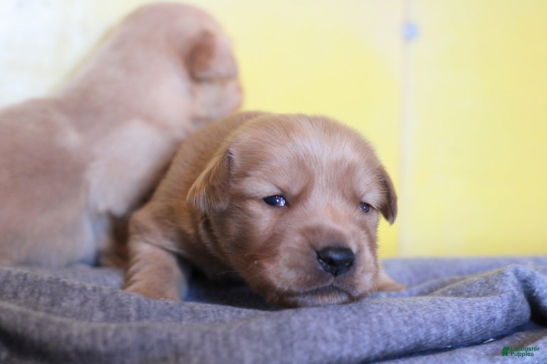 Golden Retriever dogs for sale: Ginger - Ad 3