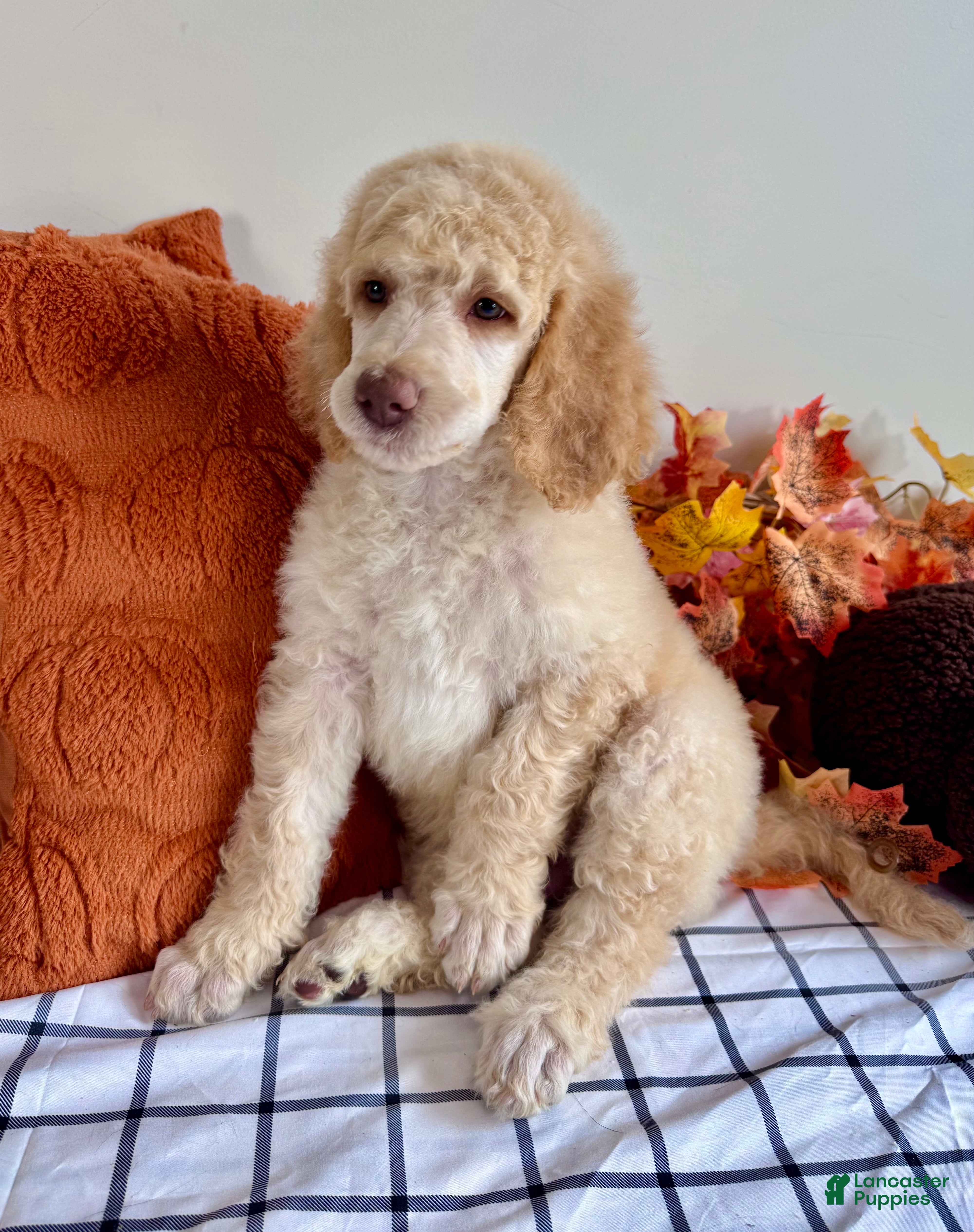 Standard Poodle dogs Ready 9/15! 🐶Black collar🐶 - Ad 2