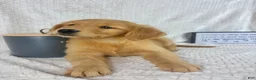 Golden Retriever dogs for sale: Rosie - Ad 5