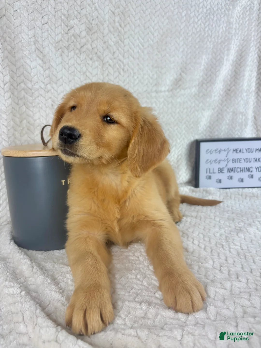 Golden Retriever dogs for sale: Rosie - Ad 5