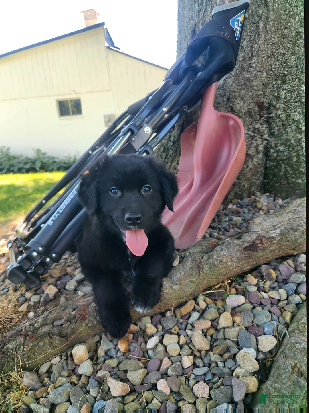 Mixed Breed dogs for sale: Bear  - Ad 2