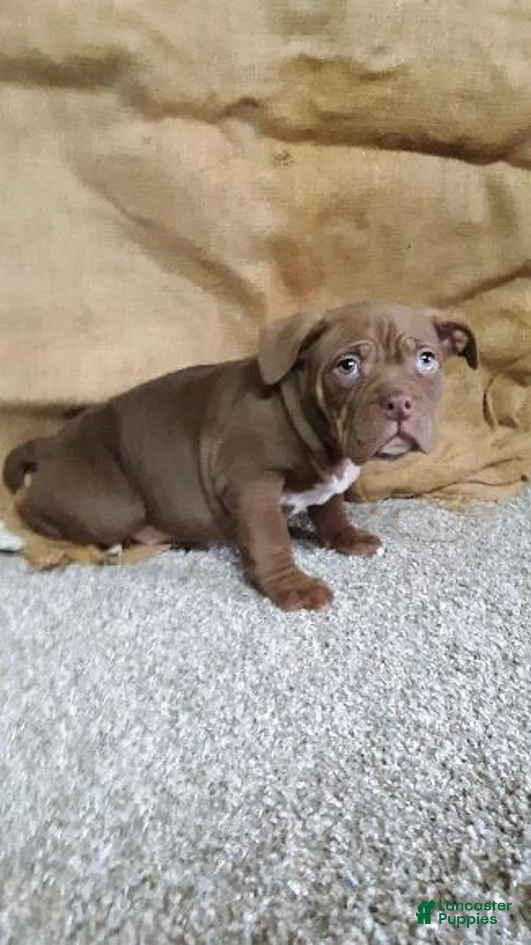 American Bully dogs for sale: American Bully Puppy 3 Brick - Ad 3