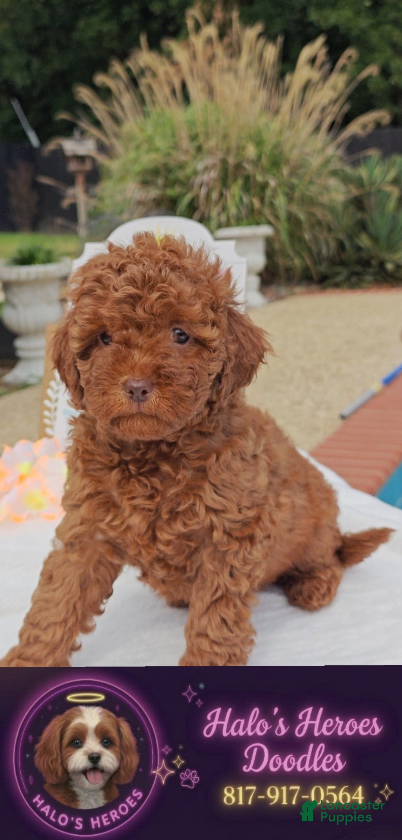 Mixed Breed dogs Tillie Goldendoodle-Cavapoo 817-917-0564 - Ad 13