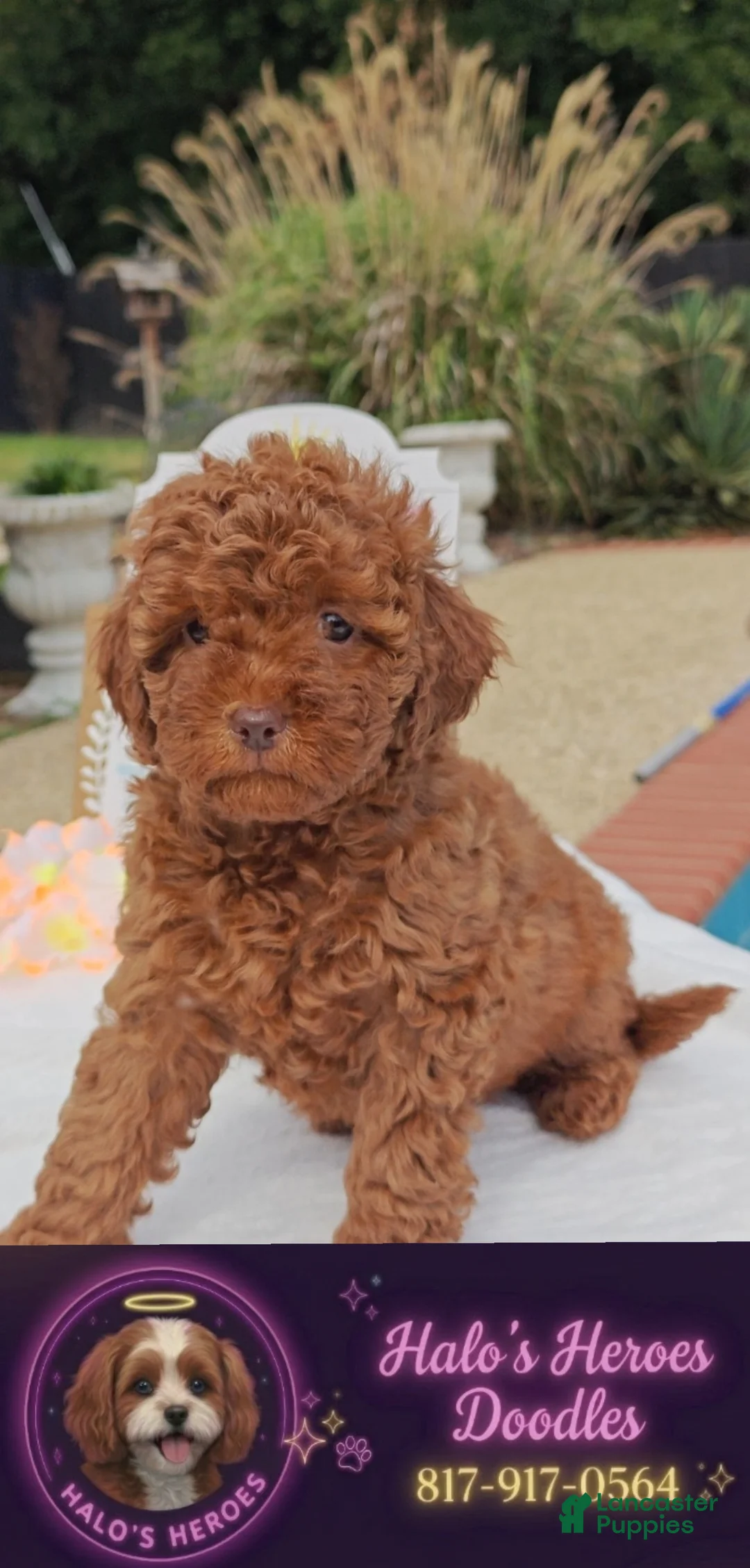 Mixed Breed dogs for sale: Tillie Goldendoodle-Cavapoo 817-917-0564 - Ad 1