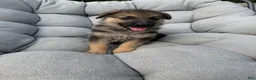 German Shepherd dogs for sale: Maddox - Ad 3