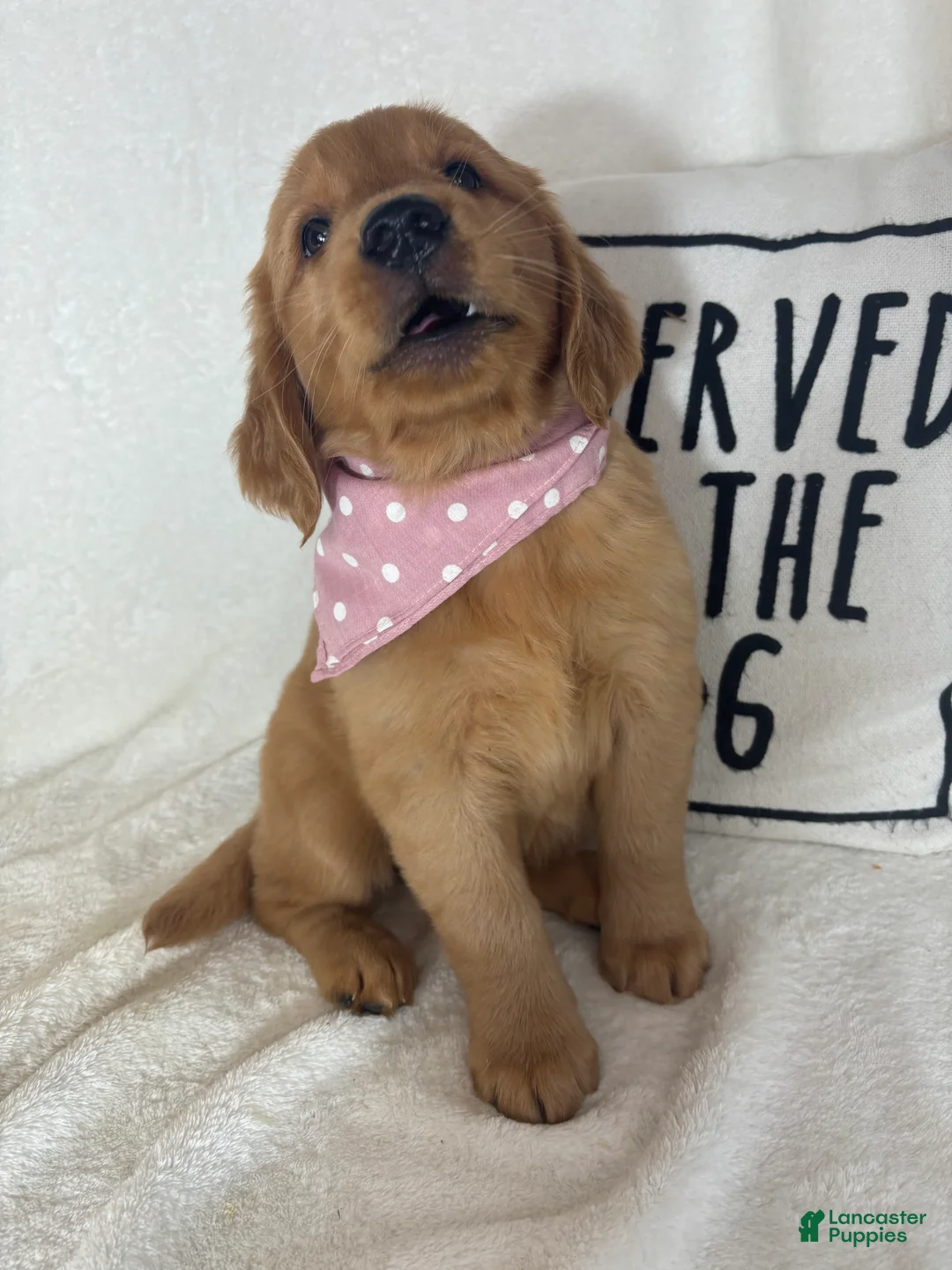 Golden Retriever dogs for sale: Saffron - Ad 2