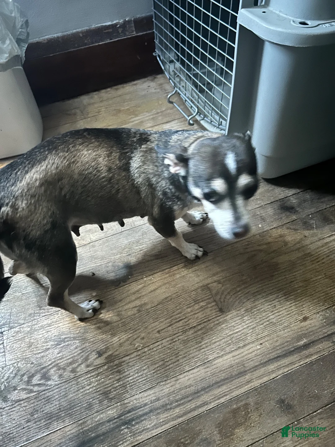Chihuahua dogs for sale: Chihuahua 1 - Ad 4