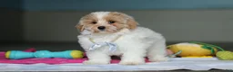 Mixed Breed dogs for sale: Harris - Ad 6