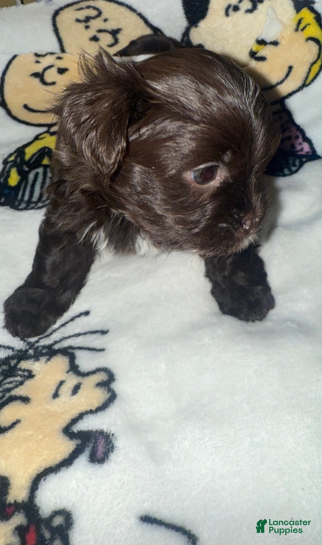 Yorkshire Terrier dogs for sale: Snickers  - Ad 6