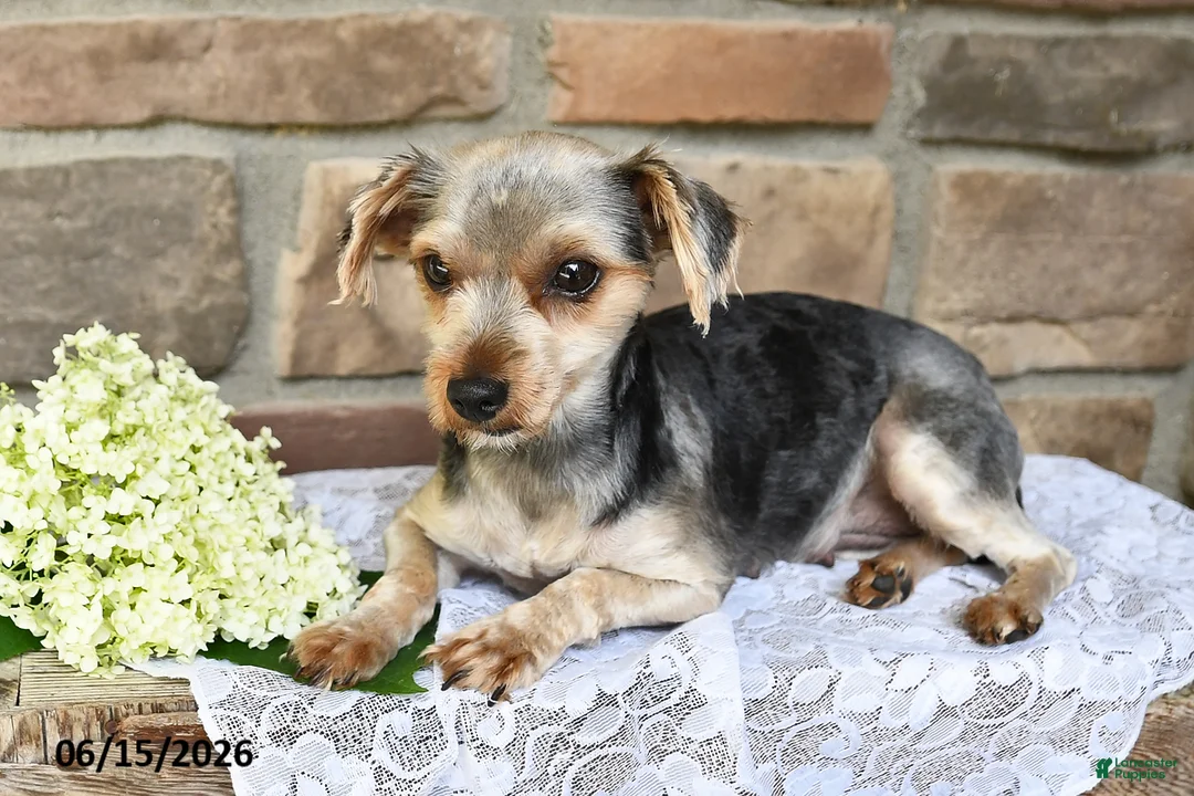 Yorkiepoo dogs for sale: Oscar - Ad 6