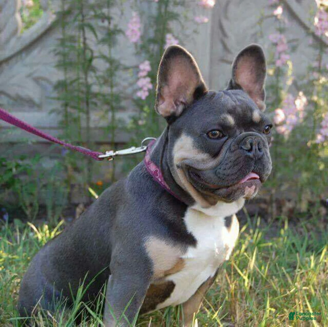 French Bulldog dogs for sale: French Bulldog Puppy 5 - Ad 3