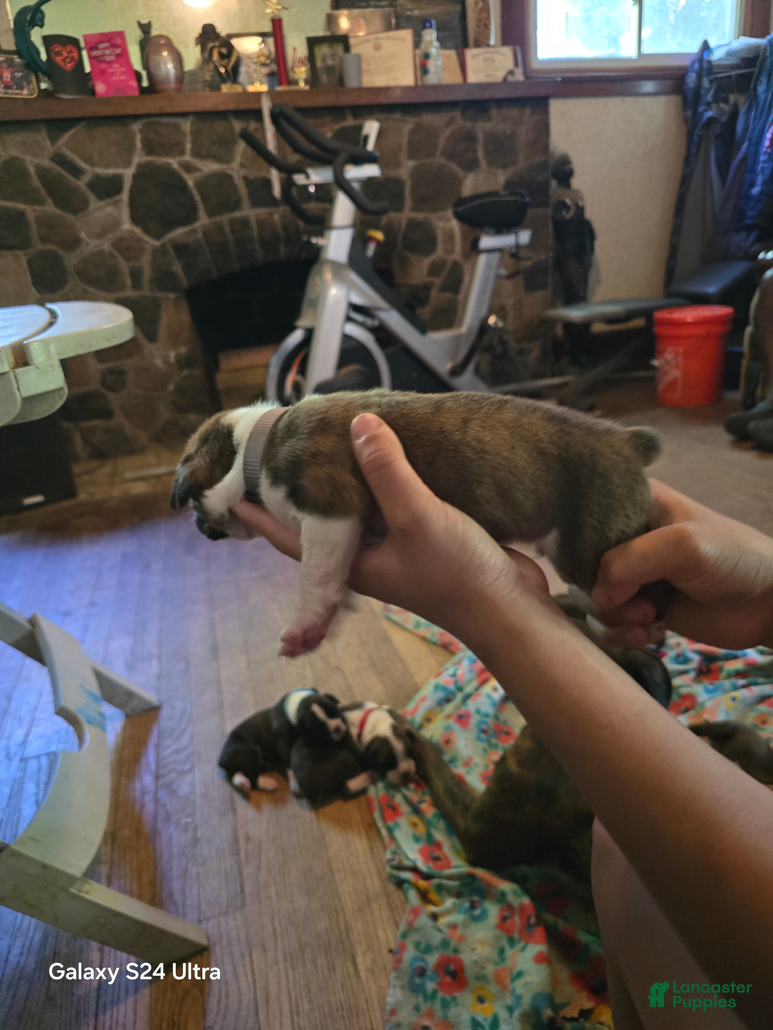 Boxer dogs Boxer Puppy 3 - Ad 1