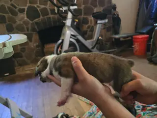 Boxer dogs for sale: Boxer Puppy 3 - Ad 1