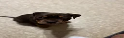 American Bully dogs for sale: American Bully 1 - Ad 4