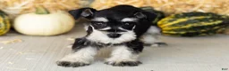 Miniature Schnauzer dogs for sale: Sophia  - Ad 4