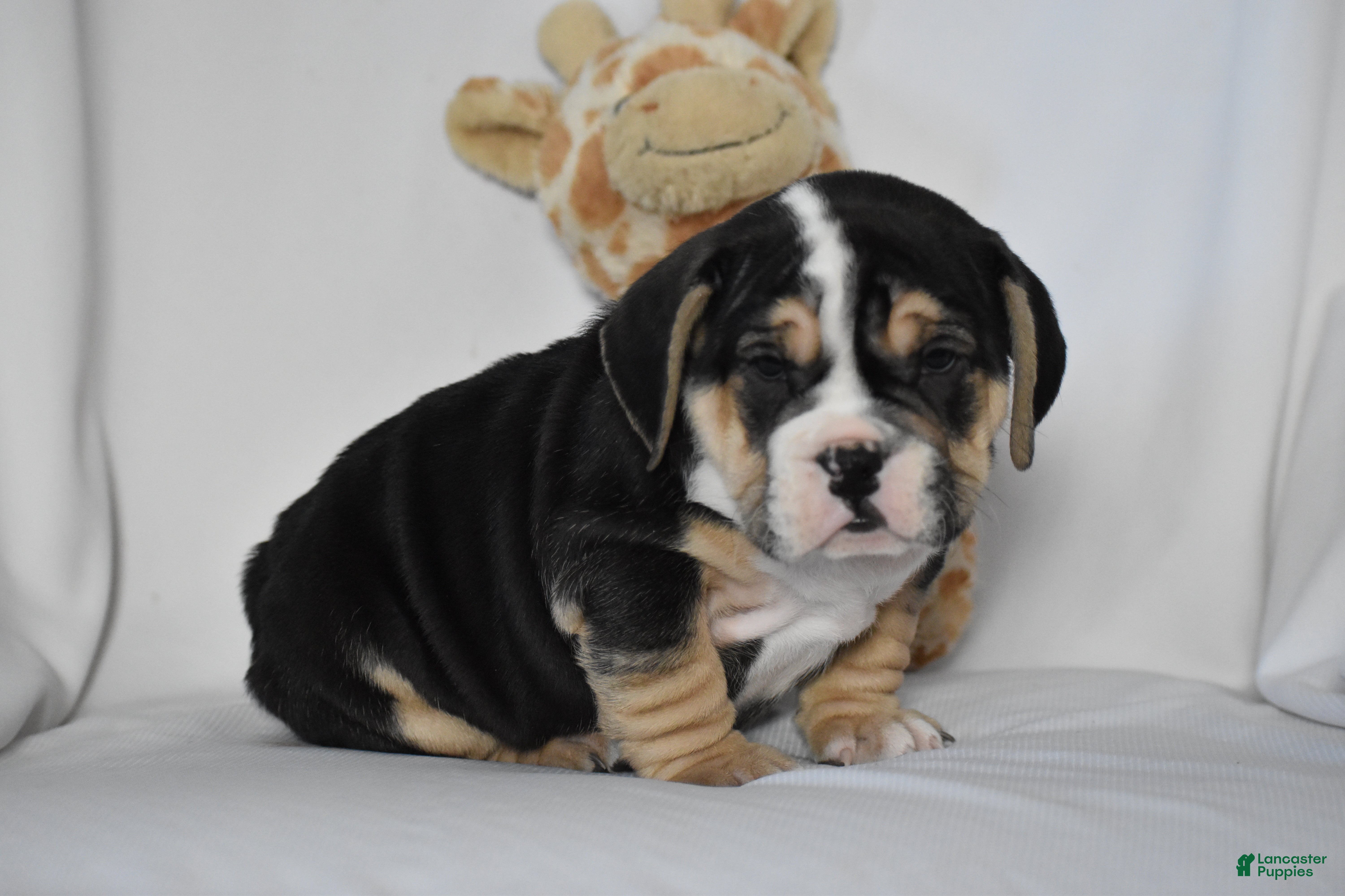 Beabull dogs Skyler - Ad 2