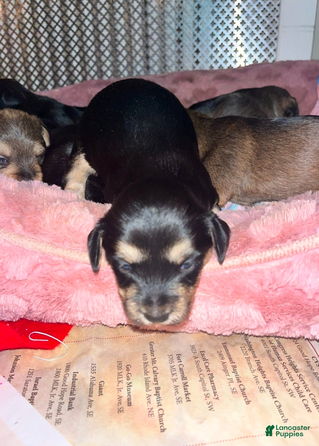Mixed Breed dogs for sale: Mixed Breed Puppy 5 - Ad 1
