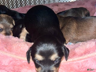 Mixed Breed dogs for sale: Mixed Breed Puppy 5 - Ad 3