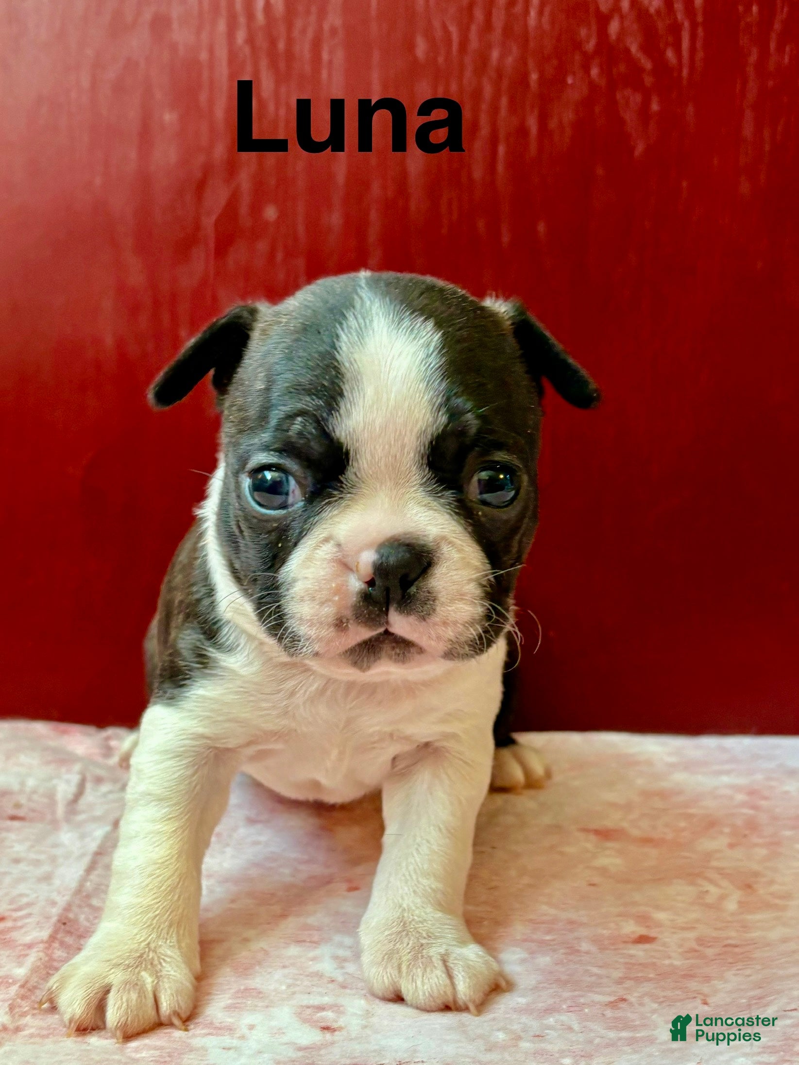 Boston Terrier dogs Boston Terrier Puppy 4 - Ad 17