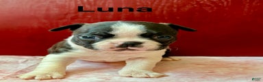 Boston Terrier Puppy 4