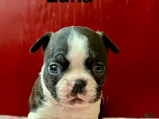 Boston Terrier dogs Boston Terrier Puppy 4 - Ad 23