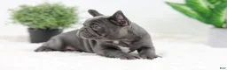 French Bulldog dogs for sale: Ginger - Ad 8