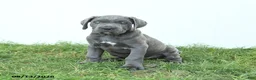 Cane Corso dogs for sale: Roman - Ad 9