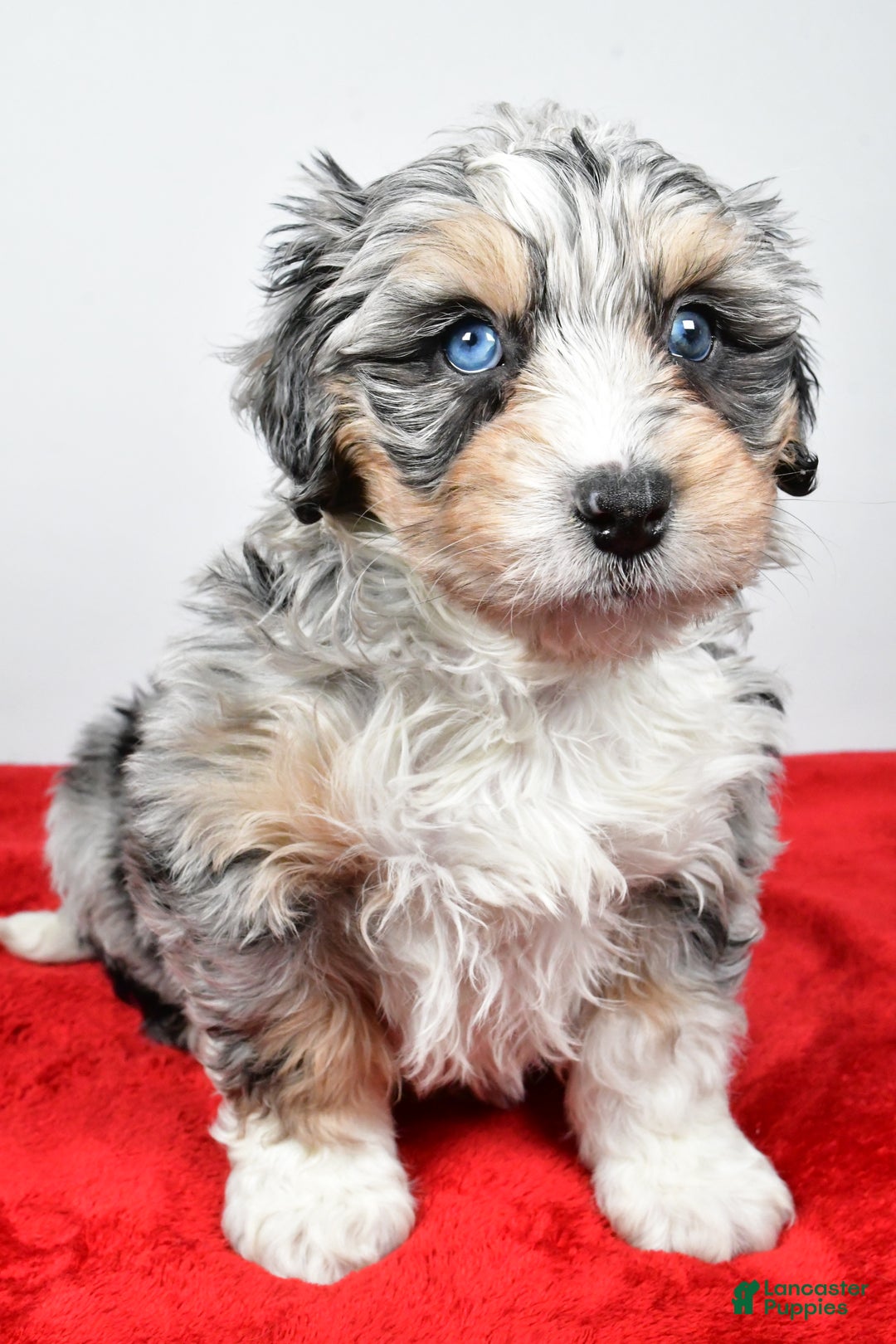 Mixed Breed dogs for sale: Mindy - Ad 3