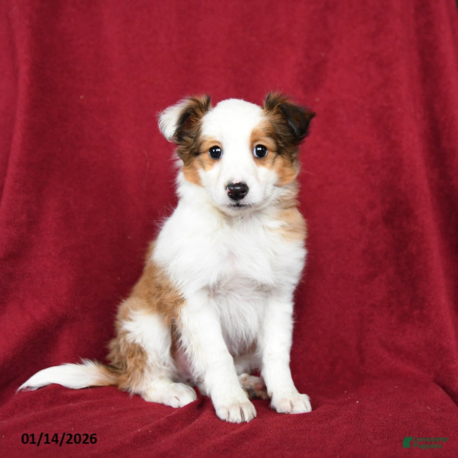 Shetland Sheepdog dogs Elsa  - Ad 3
