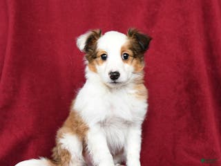 Shetland Sheepdog dogs Elsa - Ad 27
