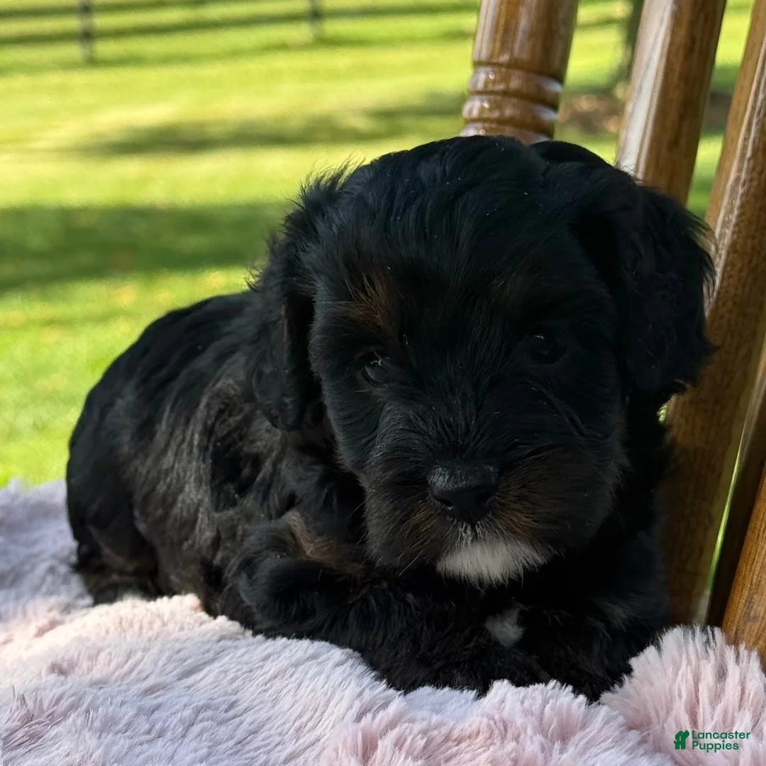 Cavapoo dogs for sale: Remi - Ad 7