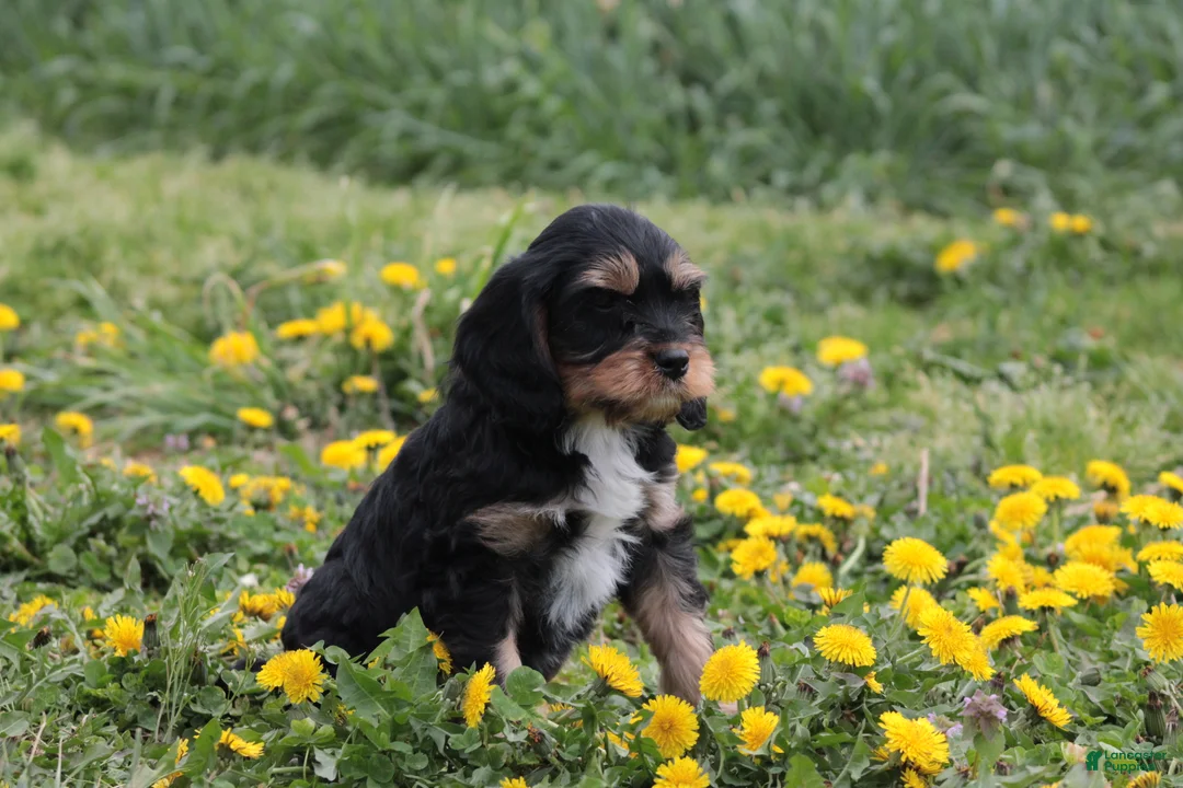 Cavapoo dogs for sale: Chocolate - Ad 2