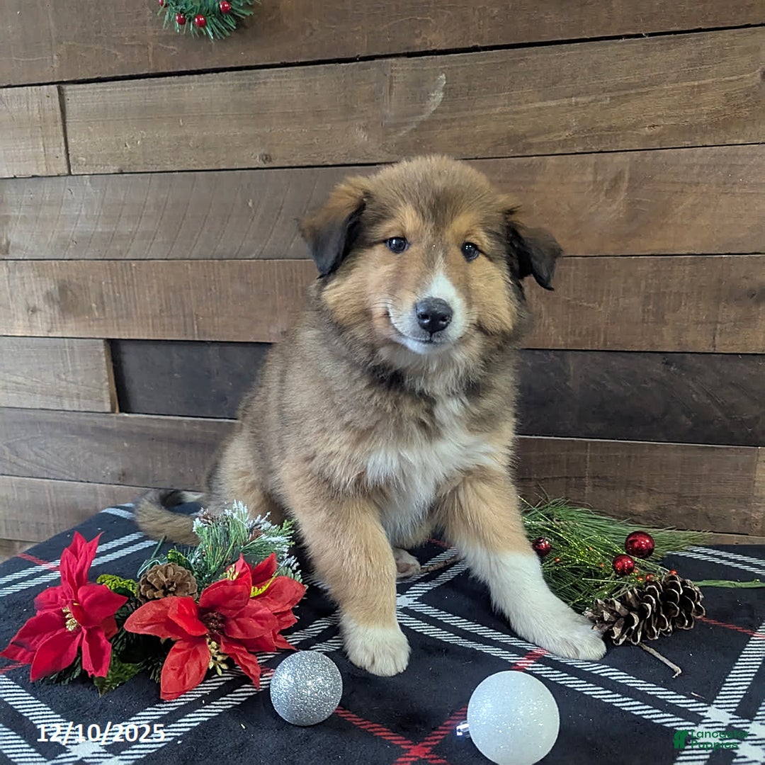 Mixed Breed dogs for sale: Addie - Ad 4