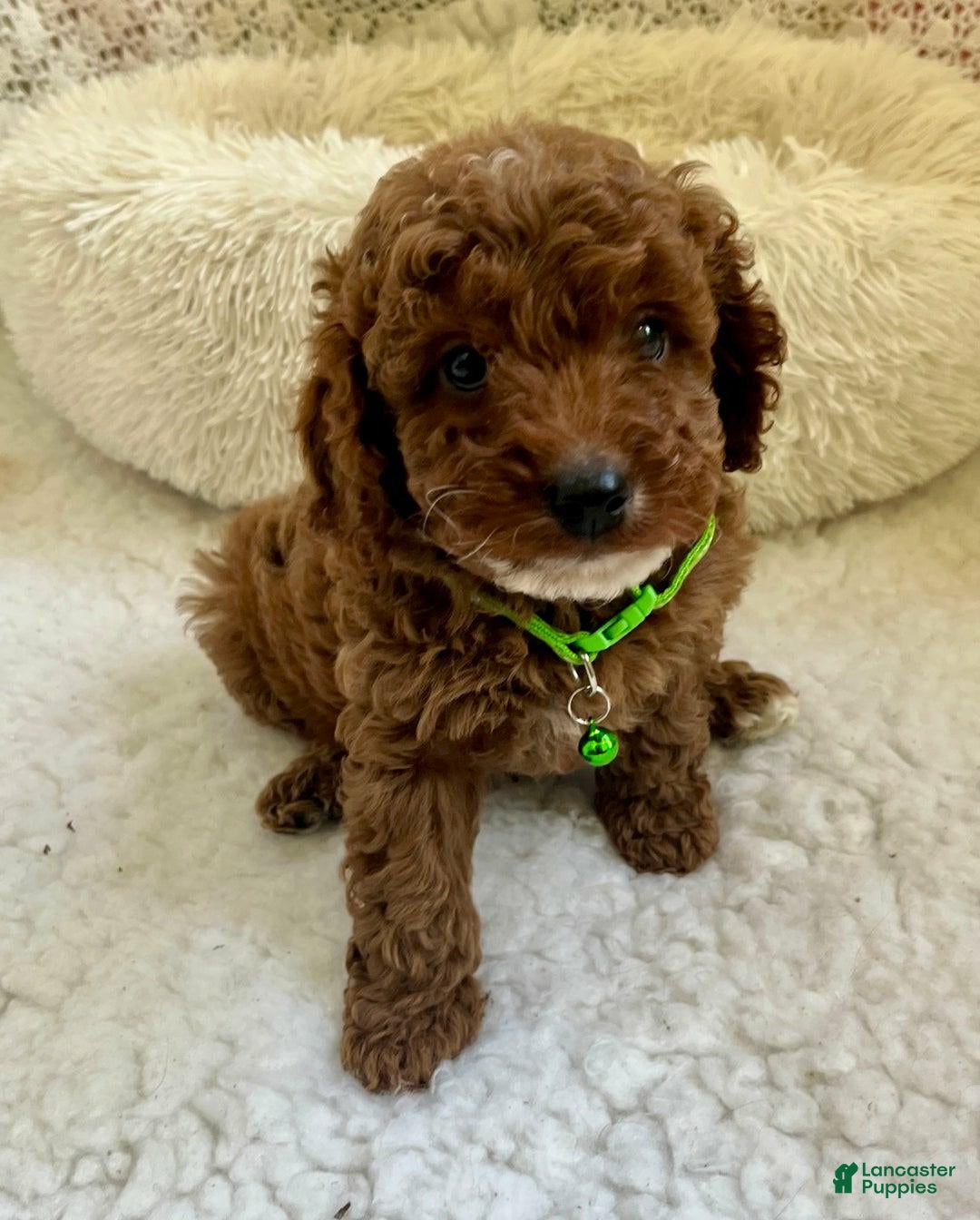 Cavapoo dogs Julia - Ad 26