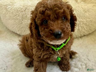 Cavapoo dogs Julia - Ad 26