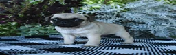 Pug dogs for sale: Gio - Ad 1
